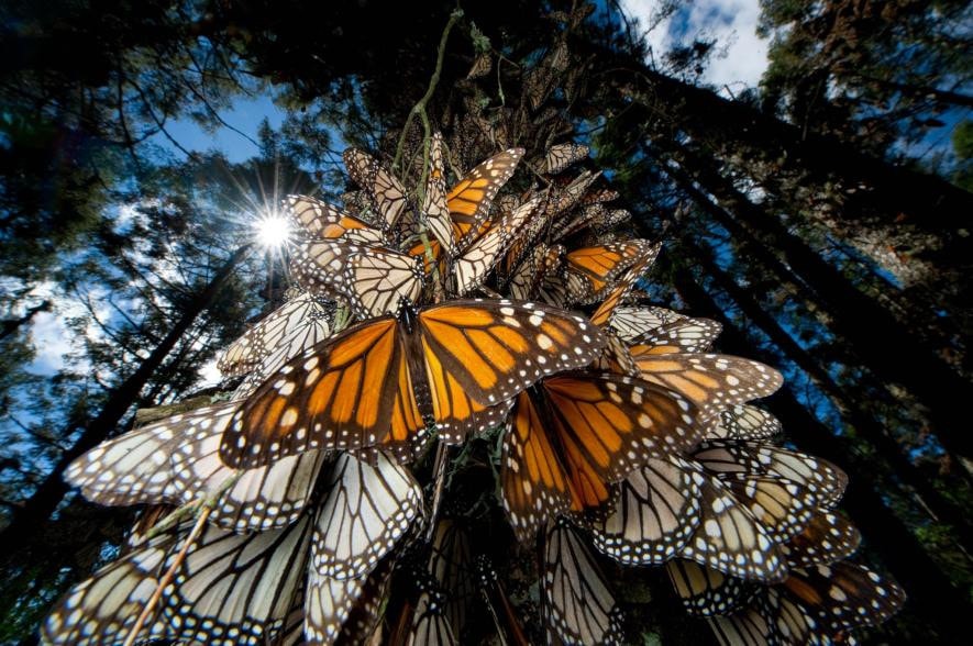 Hàng triệu con bướm Monarch di cư về phía nam mỗi mùa đông, từ Mỹ tới Mexico.