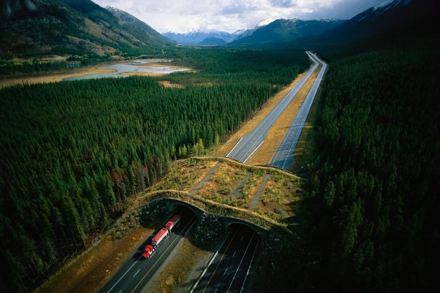 Cây cầu bắc ngang đường cao tốc ở Alberta (Canada) giúp thú hoang sang phía bên kia an toàn.