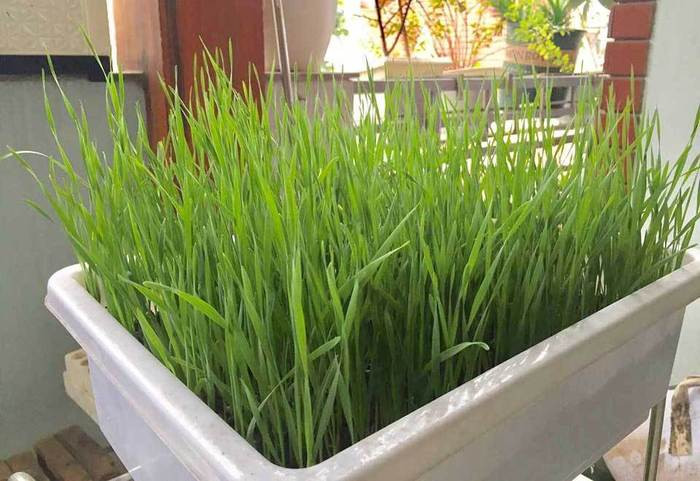 Trồng lúa trong nhà đang trở thành trào lưu mới của nông dân phố Hà thành