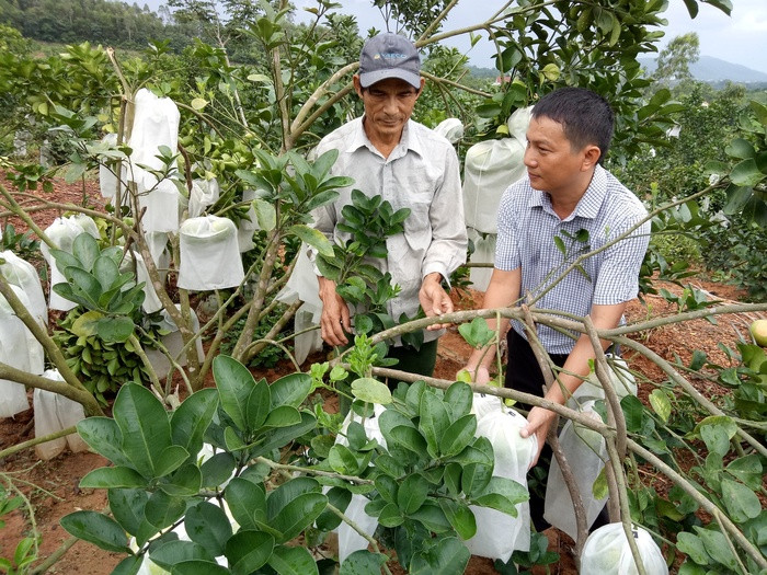 Cán bộ khuyễn nông thị xã Thái Hòa đang hướng dẫn quy trình chăm sóc bưởi cho các hộ nông dân tham gia dự án Jica. Ảnh: Quang Huy.