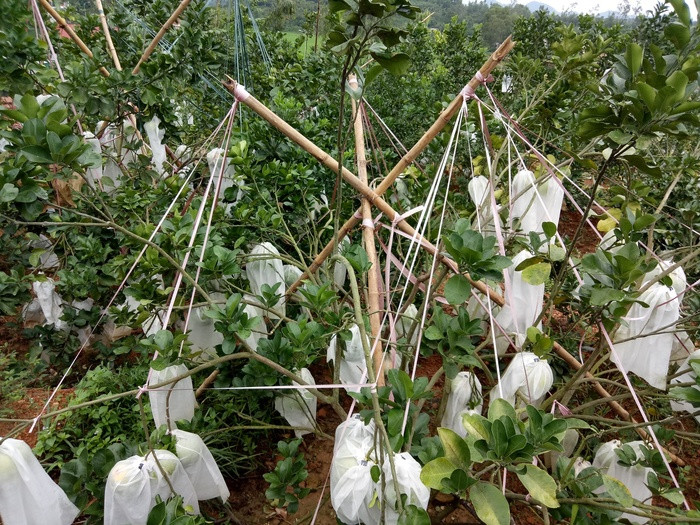 Để tránh gãy cành người trồng bưởi phải chống cọc dùng dây buộc quả để treo lên. Ảnh: Quang Huy.