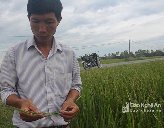 Cán bộ BVTV huyện Diễn Châu kiẻm tra tình hình bệnh bạc lá trên lúa Hè thu. Ảnh: Phú Hương