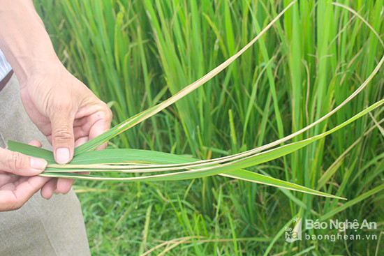 Lá lúa bị gây hại mạnh do bênhj. Ảnh: Phú Hương