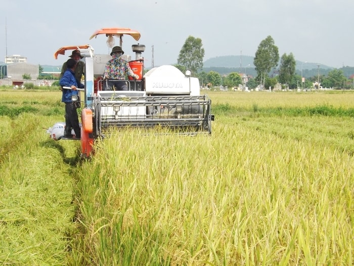 Cơ giới hóa sản xuất trên cánh đồng mẫu lớn của HTX Lam Cầu, xã Quỳnh Thạch (Quỳnh Lưu). Ảnh: Việt Hùng