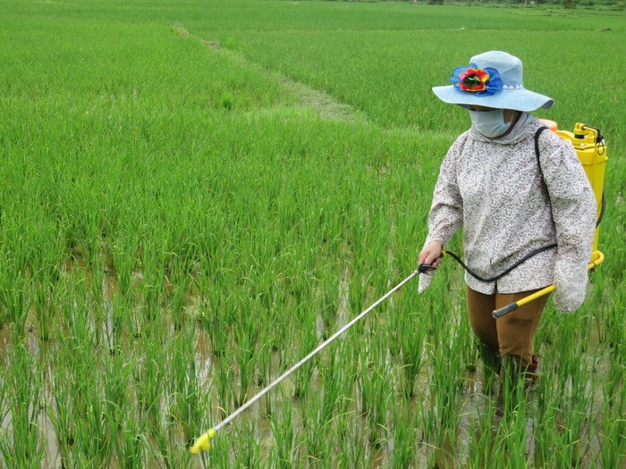 phun thuốc phòng trừ sâu bệnh. Ảnh: Hà Thảo