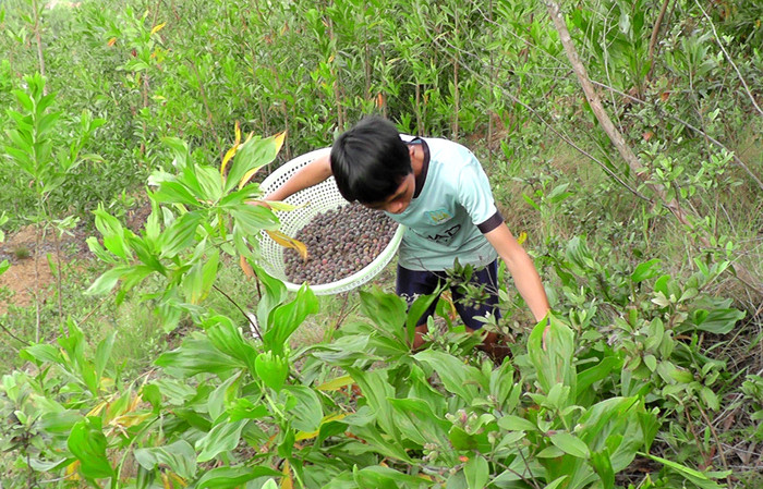 mùa thu hái sim rừng