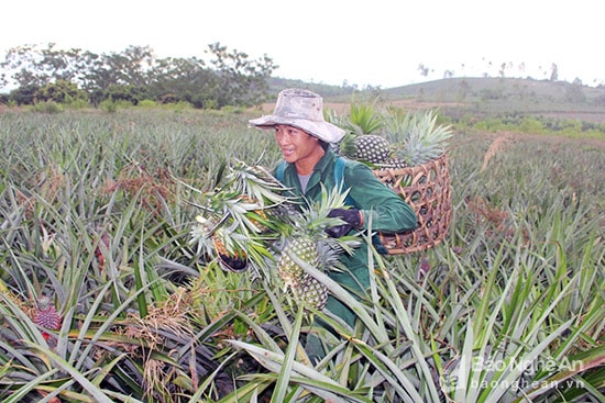 Vụ dứa năm nay, anh Nguyễn Trọng Thịnh ở xóm 7, xã Quỳnh Châu trồng 2 ha dứa. Do trồng trà muộn nên hiện nay có khoảng 6 sào dứa chín và bắt đầu thu hoạch, thời điểm dứa cuối vụ được thương lái thu mua với giá 6.000 đồng/kg. Ảnh: Việt Hùng