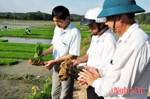 Cán bộ luân chuyển xã Bồi Sơn - Đô Lương (giữa) kiểm tra tiến độ sản xuất lúa. Ảnh: Tư liệu