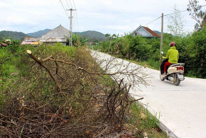 Chanh mất mùa mất giá