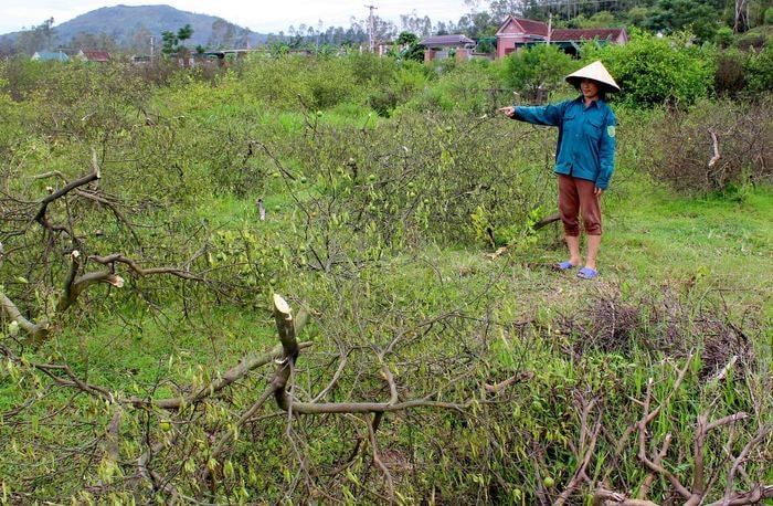 Chanh mất mùa mất giá