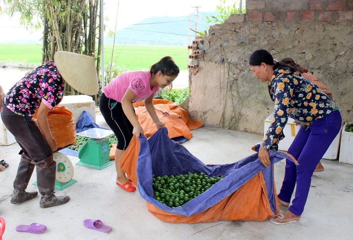 Chanh mất mùa mất giá