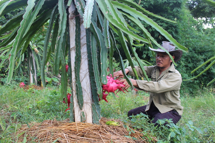 vườn thanh long của gia đình anh 