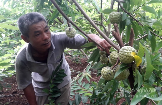 Ông Nguyễn Văn Phương ở xóm Trung Đình, xã Nghĩa Mỹ (TX. Thái Hòa)