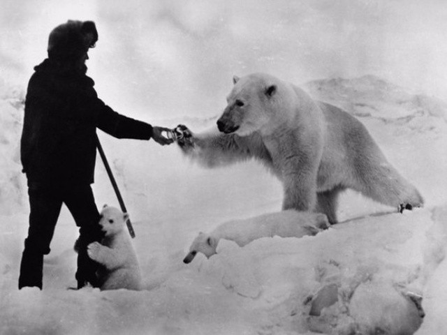 Một nhà thám hiểm tặng cho chú gấu Bắc Cực một hộp sữa, thập niên 1980.  Tình thương vô bờ với vạn vật vạn sinh linh xung quanh mình, tôn trọng với thiên nhiên, đó phải chăng chính là những gì con người thời nay đang thiếu trầm trọng? Chú gấu bắc cực nhỏ ôm chân nhà thám hiểm một cách âu yếm…