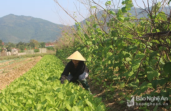 Xã Nam Thanh, Nam Đàn phát triển diện tích rau màu vụ Đông