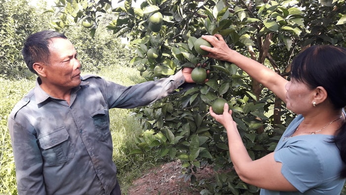 Cán bộ Trạng khuyến nông Quỳ Hợp thường xuyên thăm vườn để hướng dẫn kỹ thuật chăm sóc theo hướng VietGAP. Ảnh: