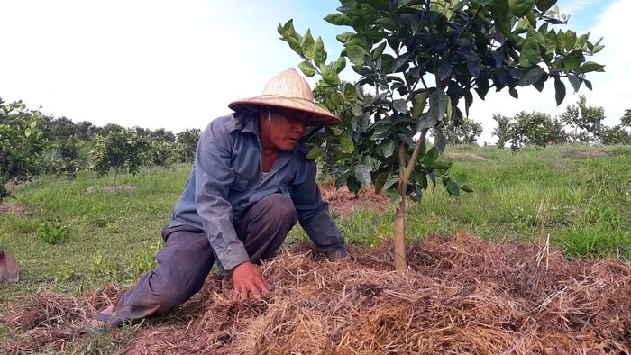 Ông Nguyễn Bá Lâm tận dụng rơm rã để bón cho cam. Ảnh: Phan Giang