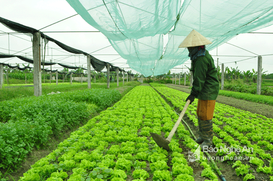 Mô hình trồng rau trái vụ trong nhà lưới của ông Nguyễn Đăng Linh ở xóm Đông Vinh, xã Hưng Đông