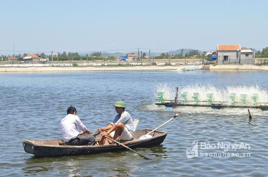 Quá trình nuôi, cán bộ khuyến nông huyện Quỳnh Lưu, Thị xã Hoàng Mai và Chi cục Nuôi trồng thủy sản được phân theo khu vực để hướng dẫn quy trình nuôi theo chuẩn VietGap và đồng hành với bà con nông dân. Định kỳ hoặc đột xuất, cán bộ khuyến nông huyện và tỉnh cùng kiểm tra mẫu nước và độ lớn của tôm trên cơ sở đó khuyến cáo các hộ nuôi. Ảnh: Nguyễn Hải