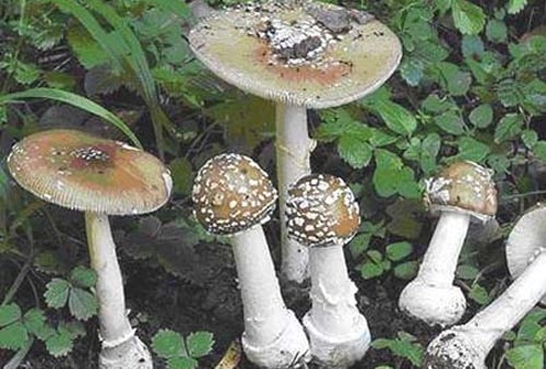 Nấm mũ khía nâu xám (Inocybe fastigiata hoặc Inocybe rimosa): Mũ nấm hình nón đến hình chuông, đỉnh nhọn, có các sợi tơ màu từ vàng đến nâu, tỏa ra từ đỉnh mũ xuống mép mũ nấm. Khi già, mép mũ nấm bị xẻ ra thành các tia riêng rẽm, đường kính mũ nấm khoảng 2-8cm. Phiến nấm lúc non mau hơi trắng, gắn chặt vào cuống nấm và khi già có màu xám hoặc nâu tách rời khỏi cuống nấm. Cuống nấm có màu từ hơi trắng đến vàng nâu, dài 3-9cm, không có vòng cuống. Thịt nấm màu trắng và chứa độc tố muscarin.1.jpg