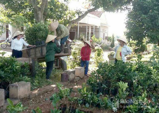TX. Thái Hòa hỗ trợ cây giống bưởi hồng Quang Tiến. Ảnh: Quang Huy