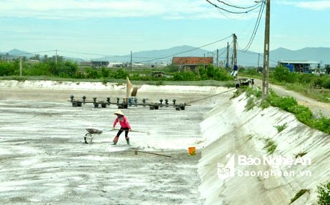 Một đầm tôm ở xóm Mai Giang 1, xã Quỳnh Bảng đang được xử lý bằng vôi bột trước khi nuôi. Nuôi tôm vụ 2 năm nay, xã Quỳnh Bảng đưa khoảng 80% diện tích trong tổng số 186 ha nuôi tôm vào sản xuất. Ảnh: Nguyễn Hải