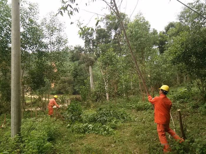 Chặt phát cây cối đảm bảo bảo an toàn lưới điện ở Yên Thành.