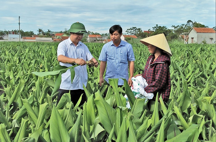 Lãnh đạo xã kiểm tra mô hình cây nghệ trên đồng đất Quỳnh Vinh (Quỳnh Lưu). Ảnh: Mai Hoa