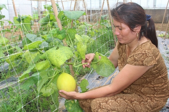 Mô hình trồng dưa Kim hoàng hậu của gia đình chị Nguyễn Thị Quý, xã Quỳnh Lương (Quỳnh Lưu). Ảnh: Việt Hùng