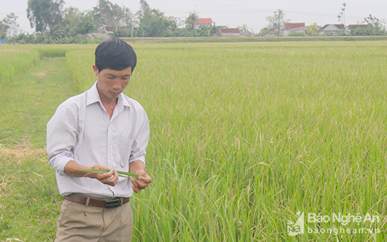 Kiểm tra tình hình bệnh bạc lá trên lúa hè thu tại huyện Diễn Châu