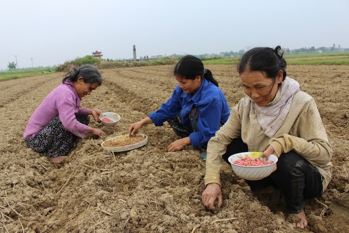 Sản xuất ngô đông ở Quỳnh Lưu