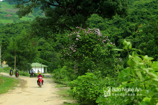 Mùa này, trên các cung đường ở vùng cao của huyện Kỳ Sơn có một loài hoa khoe sắc tím mộng mơ. Ảnh: Đào Thọ