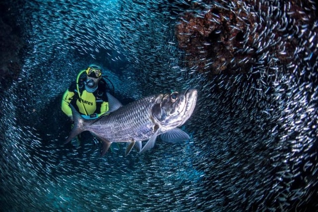 Một thợ lặn biển bơi quanh khu hang động Devil's gần George Town, Quần đảo Cayman, ngày 7 tháng 8 năm 2017