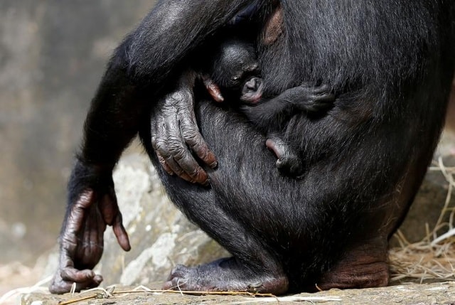 Một bé bonobo một tuần bám vào mẹ tại sở thú Planckendael ở Mechelen, Bỉ ngày 9 tháng 8 năm 2017