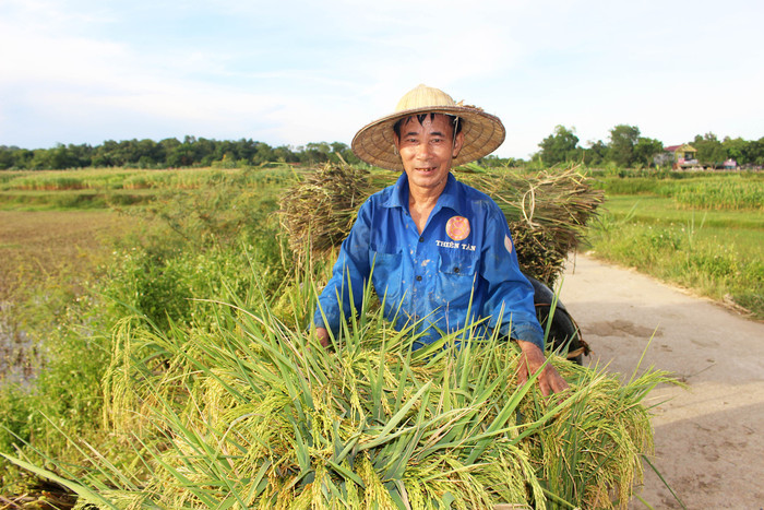 Theo bà con nông dân các xã vùng đồng thấp trũng, huyện Thanh Chương, sau khi lúa tái sinh nảy mầm nếu được chăm bón năng suất sẽ cao hơn. Ảnh: Huy Thư