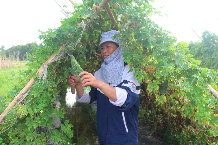Chị Hồ Thị Minh xã Tân Sơn (Quỳnh Lưu) thu hoạch 2 sào mướp đắng chỉ vọn vẹn 60 kg quả do ảnh hưởng của bão số 2. Ảnh Việt Hùng
