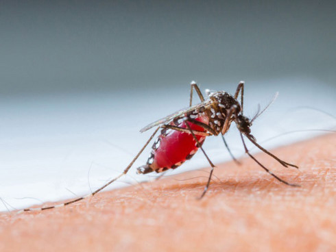 Muỗi chích nhiều có thể gây bệnh sốt xuất huyết ở trẻ.
