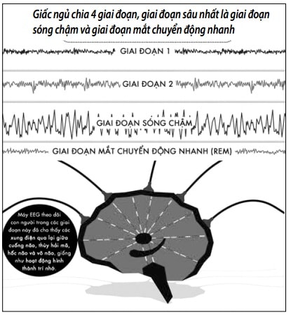 Các giai đoạn khác nhau của giấc ngủ giúp củng cố các loại trí nhớ khác nhau.