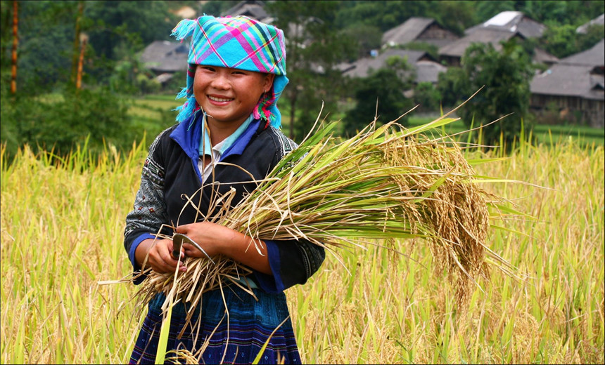 Niềm vui khi thu hoạch của một cô gái Mù Cang Chải trong những ngày mùa. Ảnh: Nguyễn Xuân Đàm.