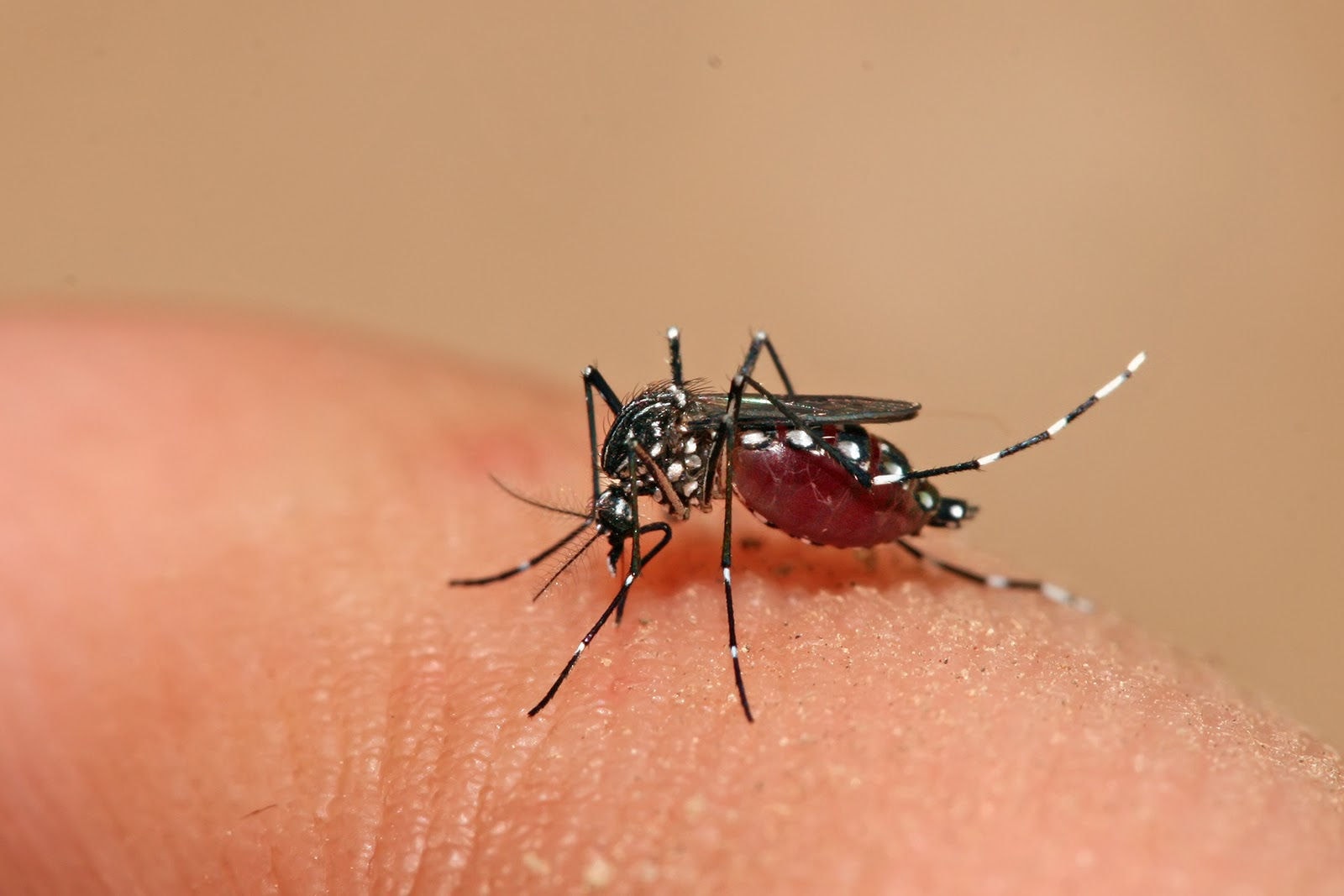 Muỗi Aedes aegypti là vật trung gian làm lây truyền bệnh sốt xuất huyết.