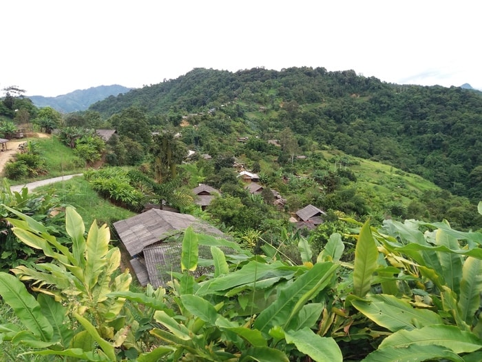 trồng cây bo bo trên địa bàn. Ảnh: Lữ Phú