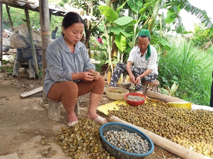 mùa bo bo. Ảnh: Lữ Phú