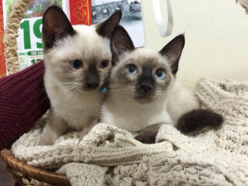 Giống mèo Xiêm (Siamese cat) có nguồn gốc từ Thái Lan. Tại Thái, chúng được gọi là wichen-maat, có nghĩa là 