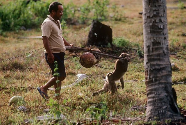 Thái Lan có một trường học dành riêng cho khỉ, có tên Cao đẳng Khỉ Thani. Tại đây, các chú khỉ được học biểu diễn và hái dừa. Ngoài ra, quốc gia du lịch này cón có một lễ hội trong đó hàng tấn hoa quả, rau củ được chuyển đến cho khỉ ăn. 