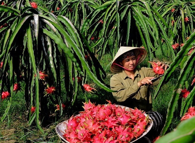 Thu hoạch thanh long - Tác phẩm đạt giải Khuyến khíchTác giả: Lê Bá Dũng (Thanh Hóa)