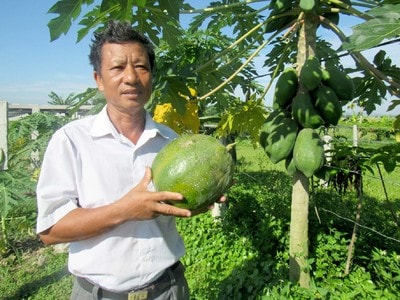 Mô hình trồng đu đủ cho thu nhập cao của hộ ông Nguyễn Văn Ba (xã Diễn Liên, huyện Diễn Châu). Ảnh: Quang An