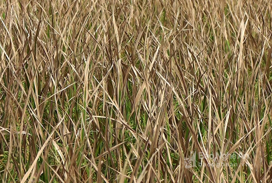 Tại xã Khánh Thành (Yên Thành), lúa hè thu năm nay năng suất giảm trung bình từ 60 -70%, có nhiều vùng giảm 80 - 90% so với các năm. Ảnh: AnhTuấn