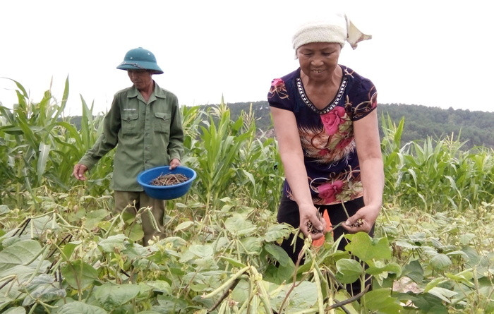 Vụ hè thu năm 2017, nông dân Diễn Châu chuyển đổi 100 ha đất lúa vùng cao cưỡng sang trồng các giống đậu. Ảnh: Mai Giang