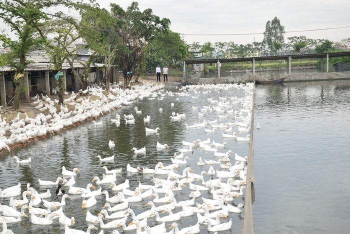 Trang trại chăn nuôi vịt của gia đình anh Phan Văn Thắng, xóm 2, xã Quỳnh Bá. Ảnh: Xuân Hoàng