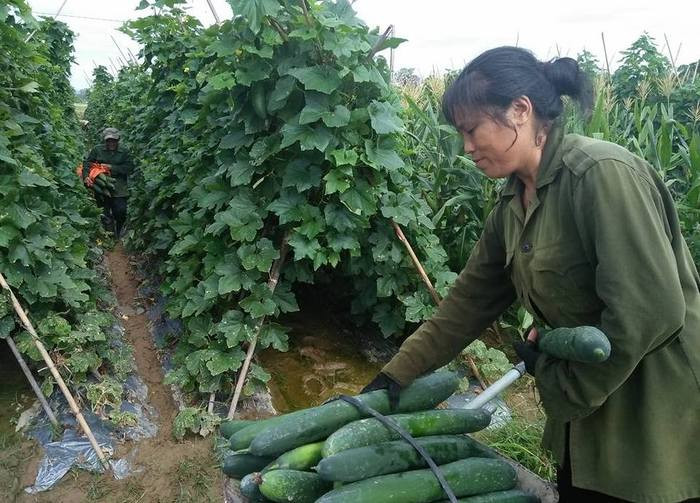 Người dân thôn Lĩnh Hồng, xã Thanh Lĩnh (Thanh Chương) thu hoạch bí xanh vụ hè thu 2017. Ảnh: Đình Hà